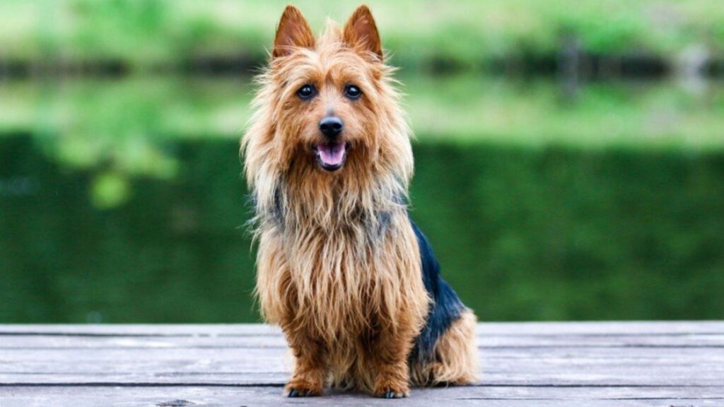 Australian Terrier - smallest dog breeds