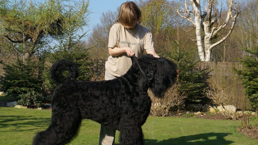 Black Russian Terrier