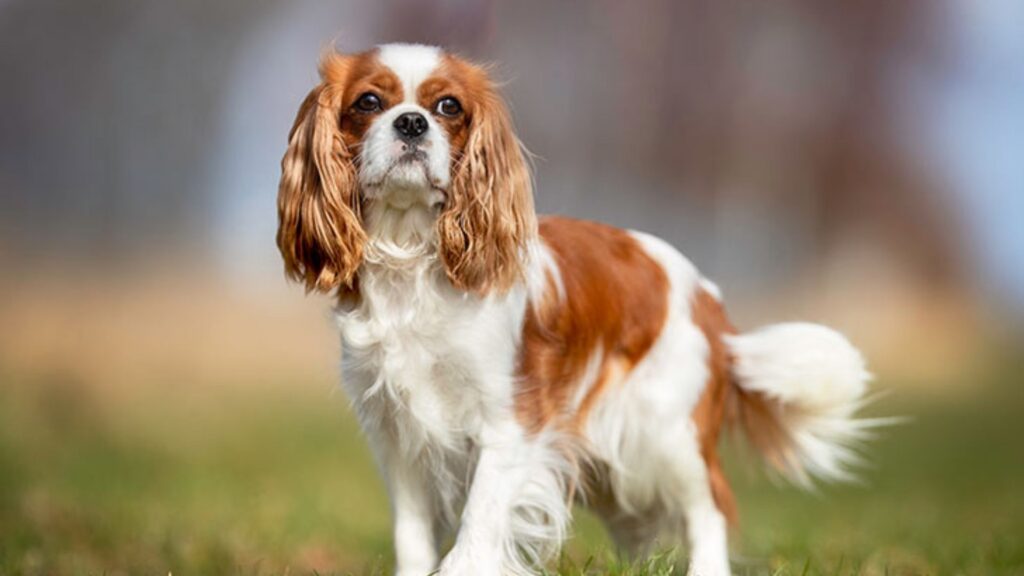 Cavalier King Charles Spaniel - smallest dog breeds