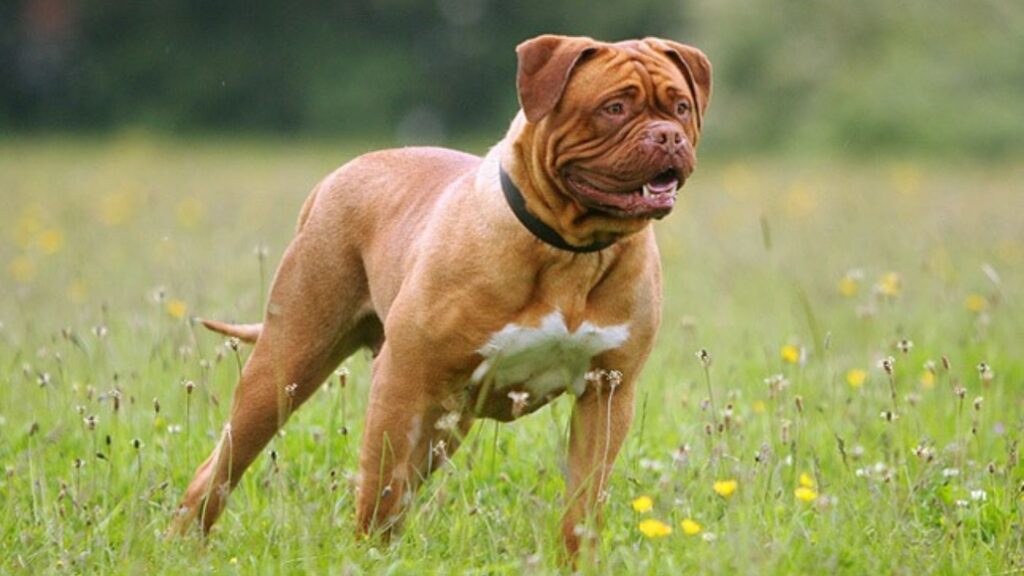 Dogue De Bordeaux - Largest dog breeds