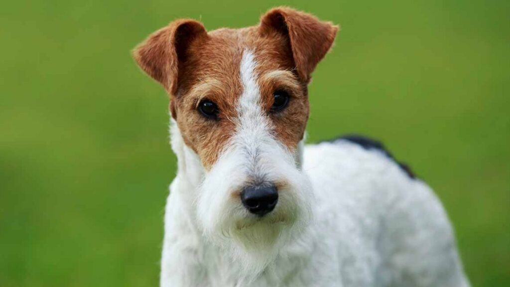 Fox Terrier - Smallest dog breeds