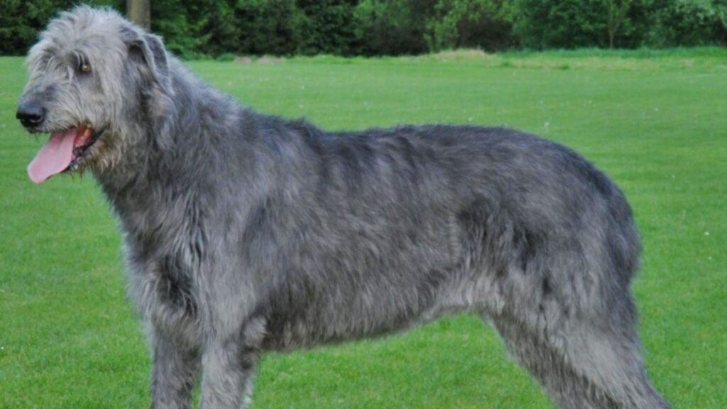 Irish Wolfhound 