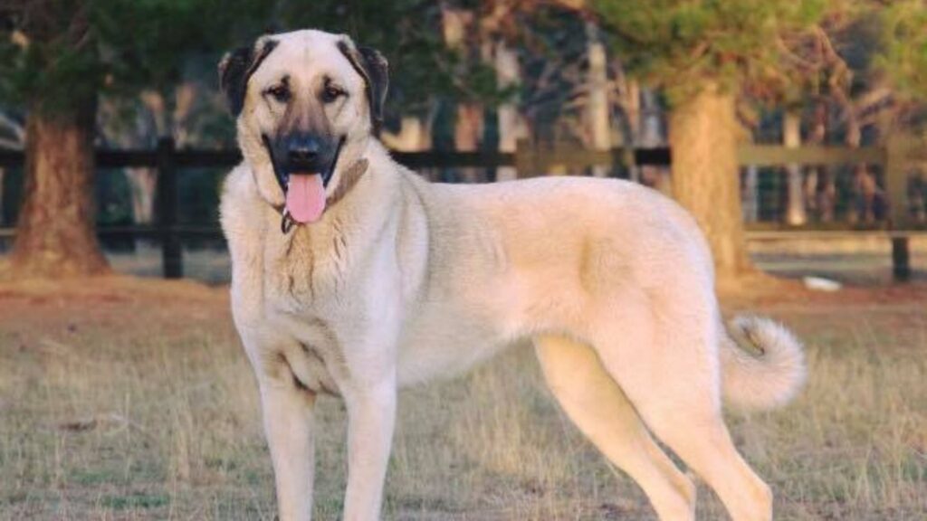 Kangal Shepherd