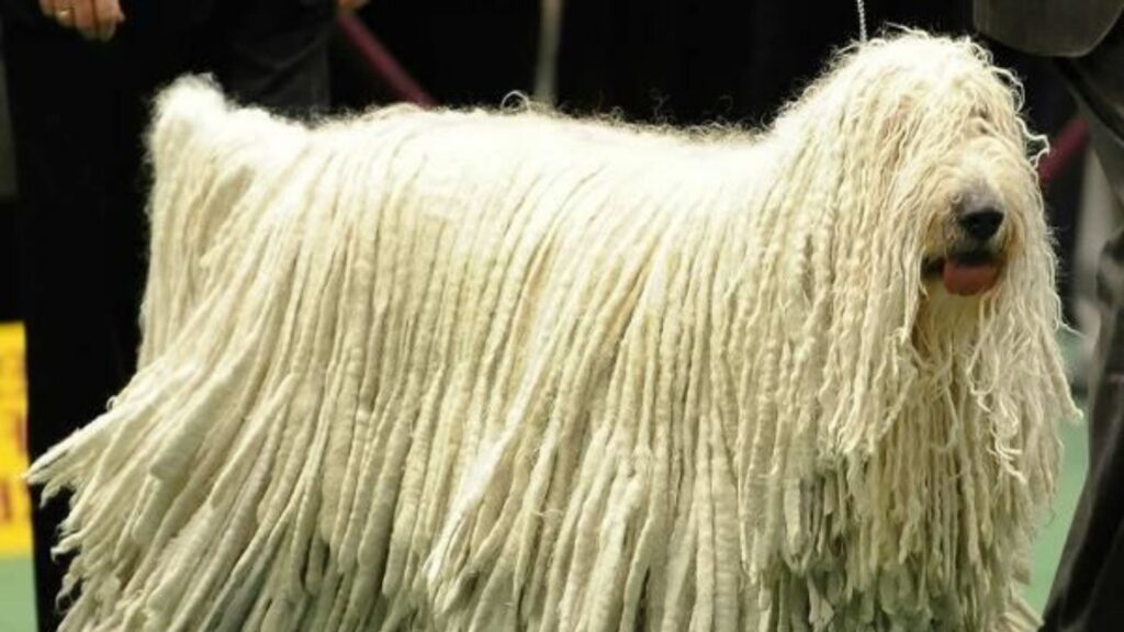 Komondor