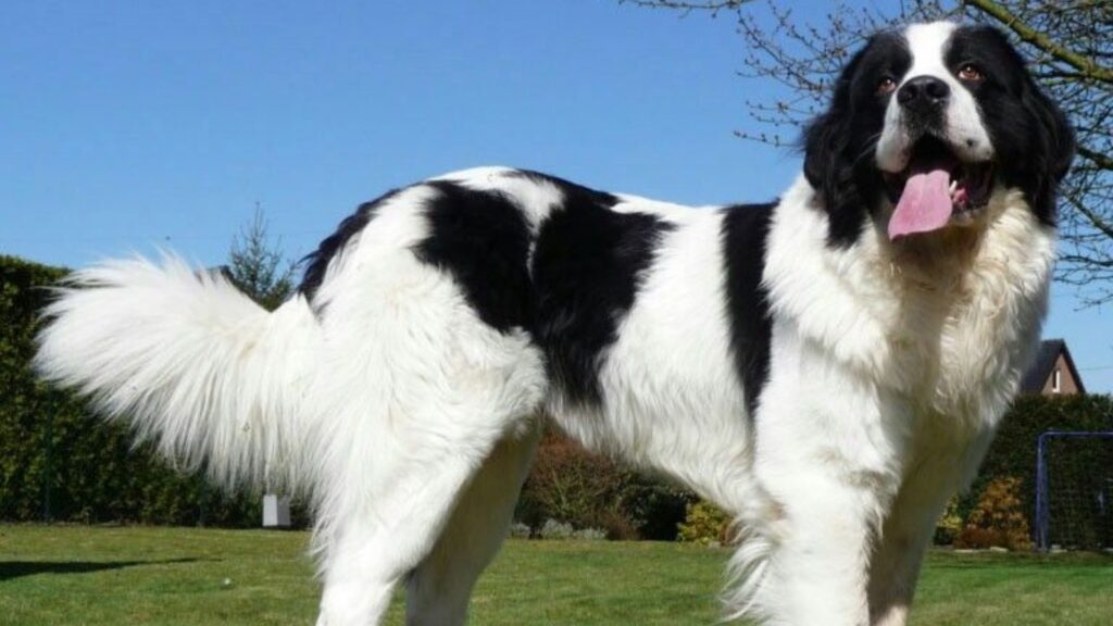 Landseer