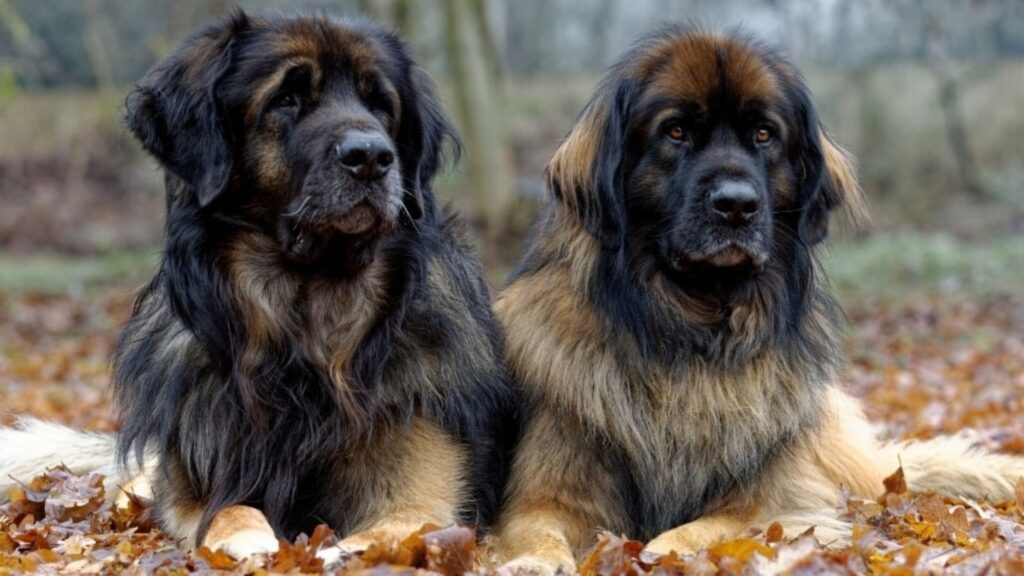 Leonberger