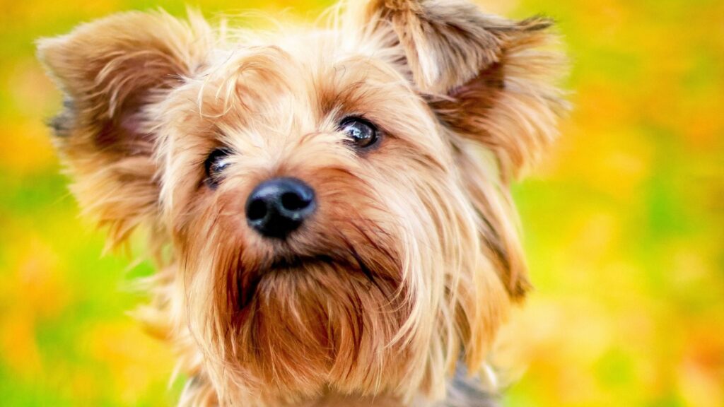 Mini Yorkie Terrier - smallest dog breeds