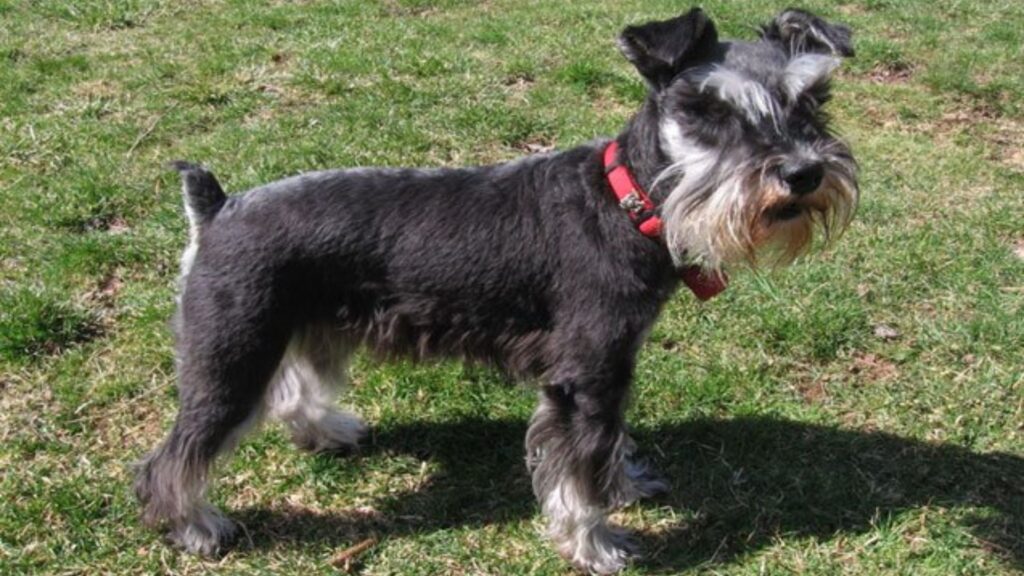 Miniature Schnauzer - smallest dog breeds