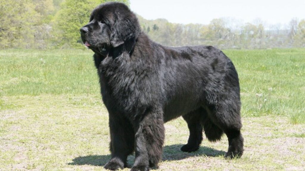 Newfoundland