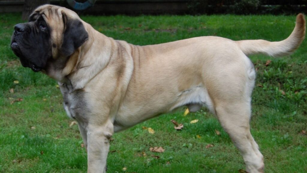 Old English Mastiff 