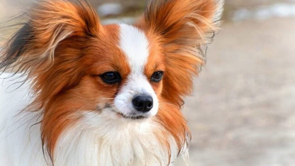 Papillon - smallest dog breeds
