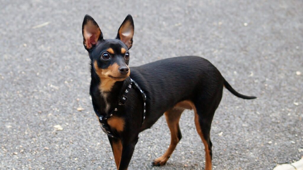 Prague Ratter - smallest dog breeds
