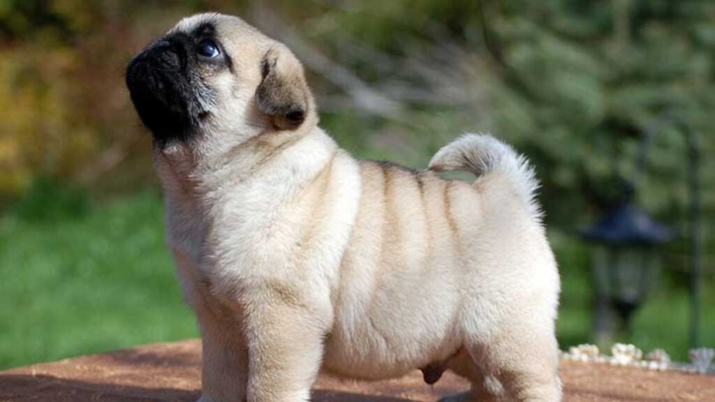 Pug - smallest dog breeds