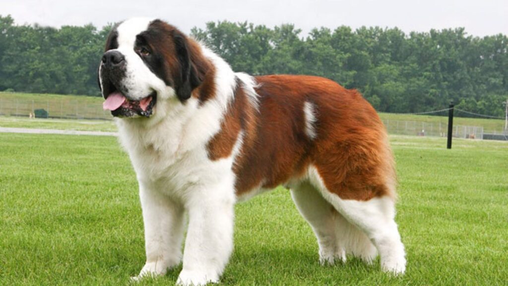 Saint Bernard