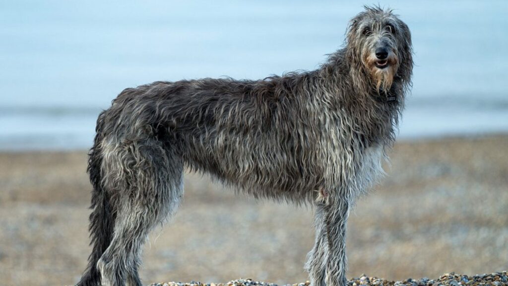 Scottish Deerhound - largest dog breeds