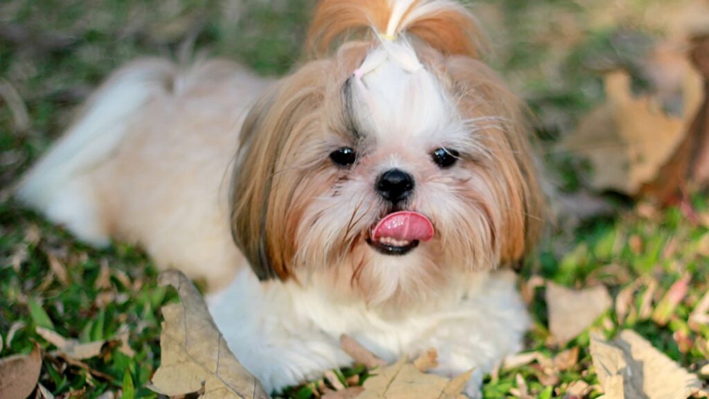 Shih Tzu - Smallest dog breeds