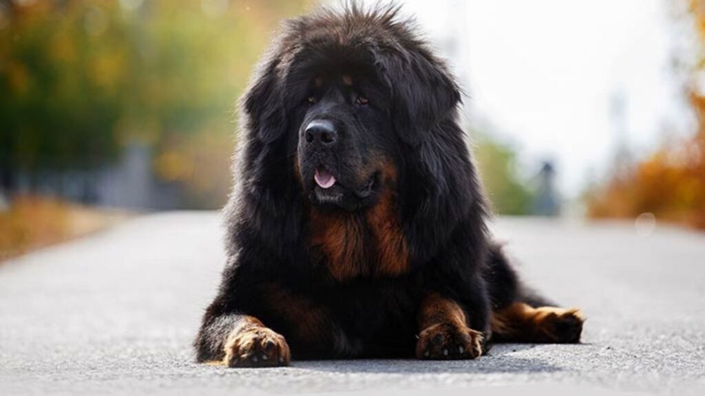  Tibetan Mastiff - Largest dog breeds