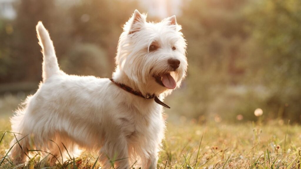 West Highland White Terrier - smallest dog breeds