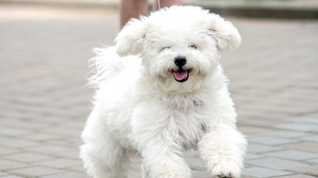 Bichon Frise 