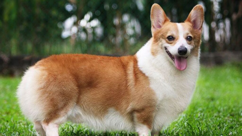 Welsh Pembroke Corgi 