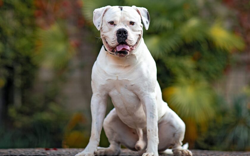 Top 10 Illegal Dog Breeds