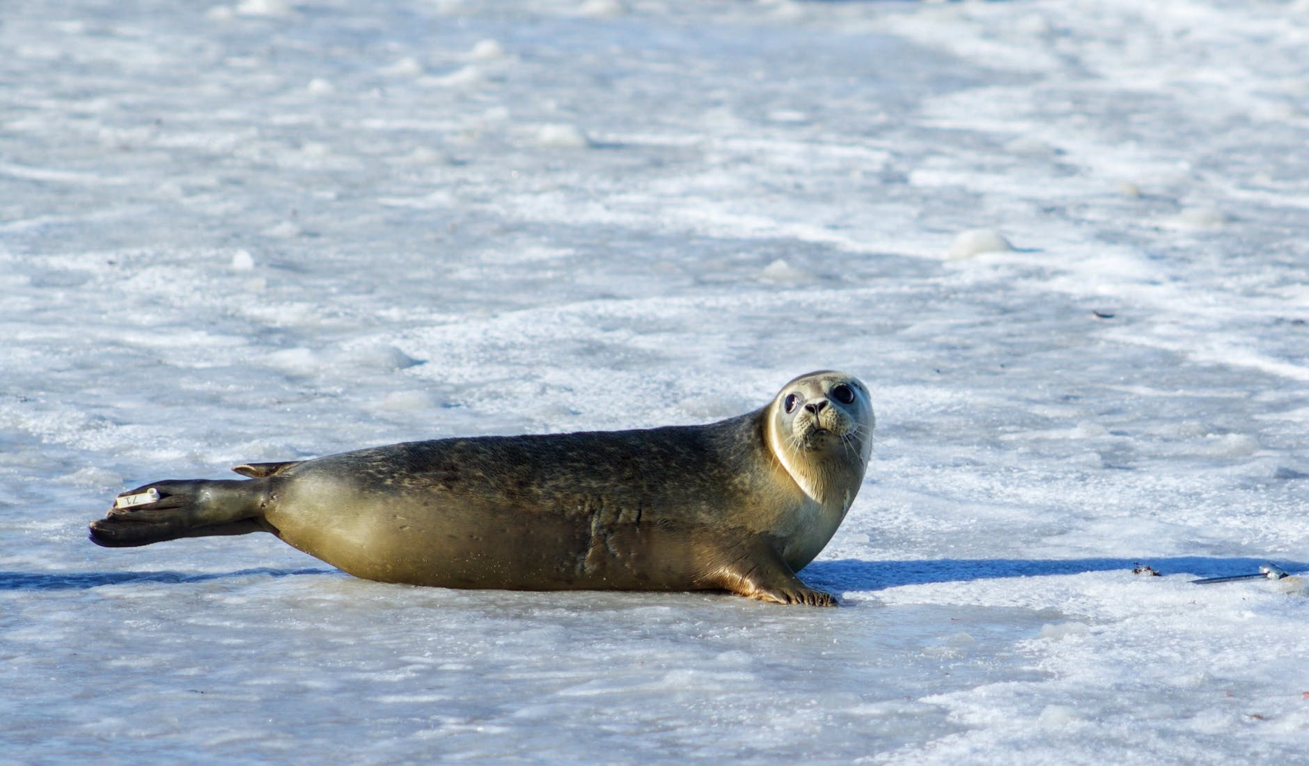 photo of gray seal on ice - Asymmetrical Sleep