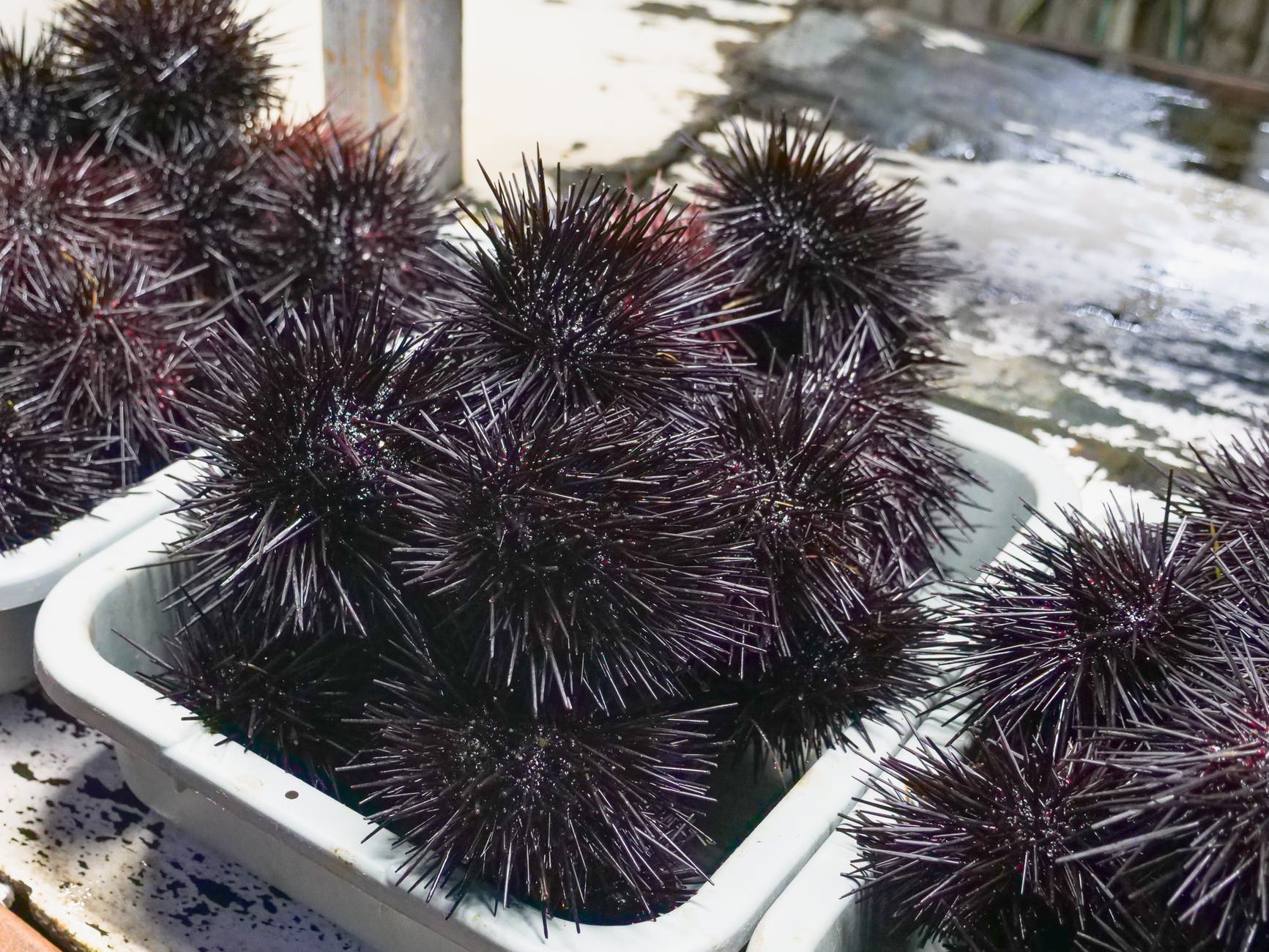 Why sea urchins so expensive