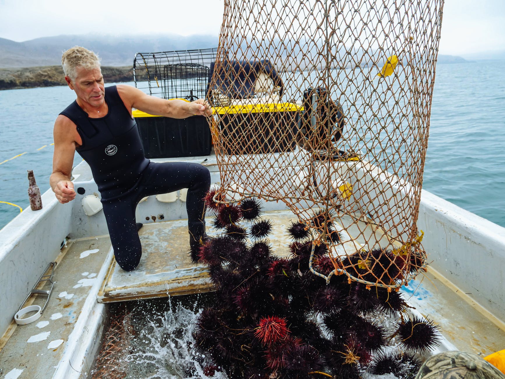 Why sea urchins so expensive