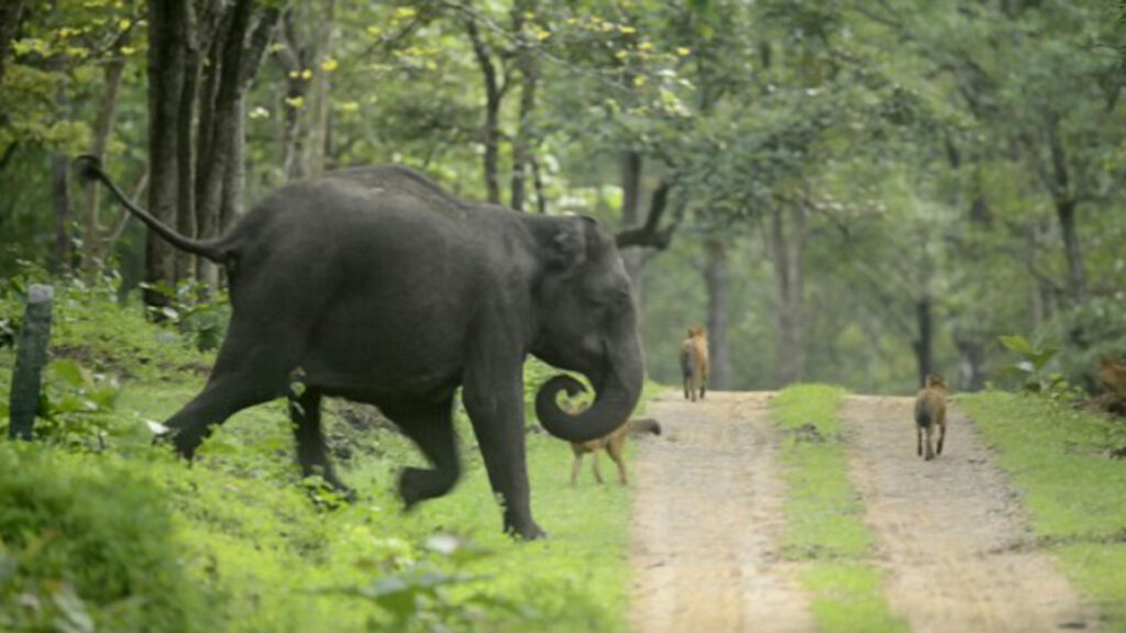 fearless mother elephant