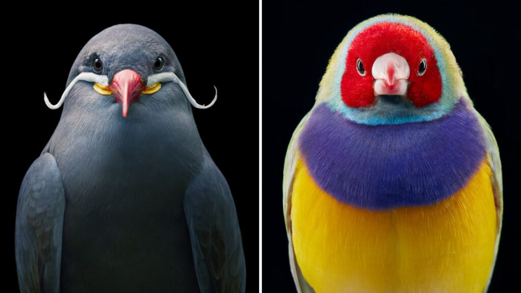 rare birds